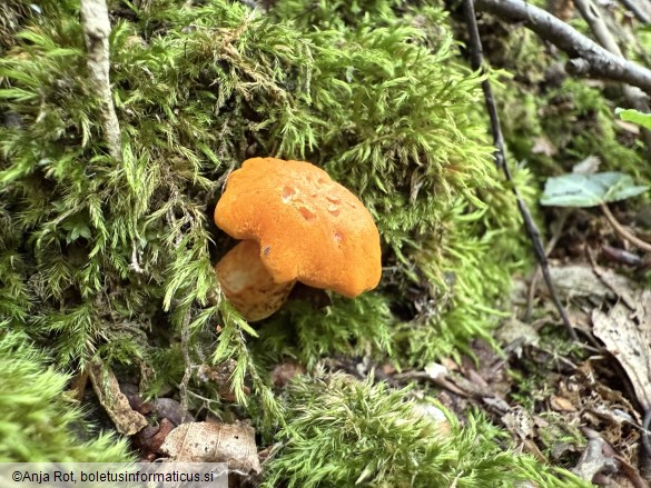 Cantharellus friesii