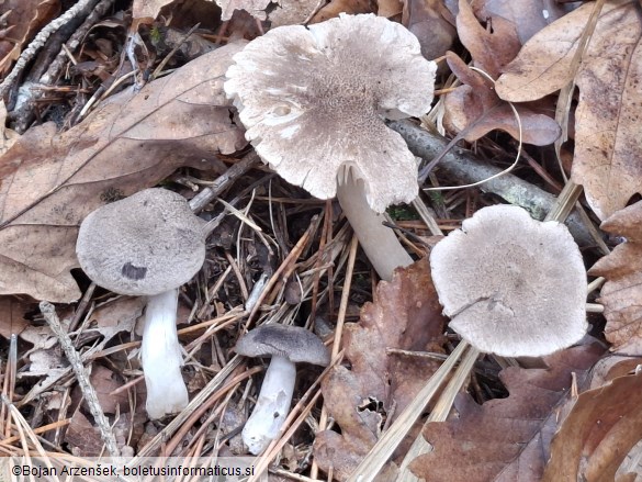 Tricholoma terreum