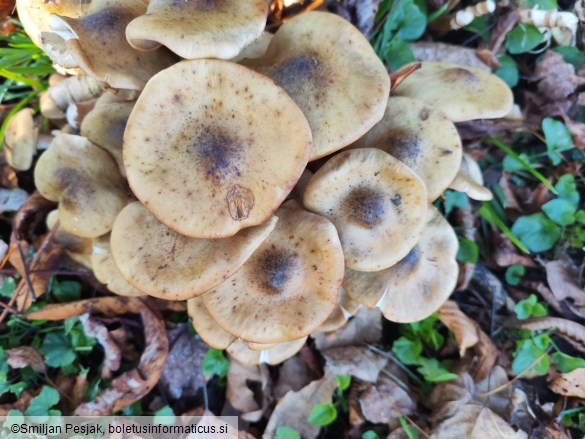 Armillaria mellea
