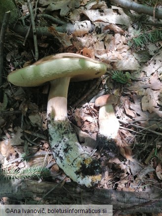 Boletus reticulatus