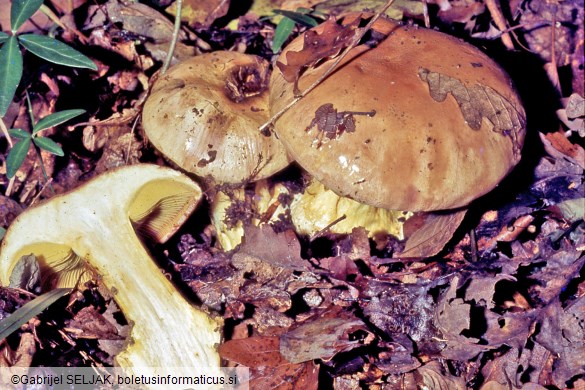Calonarius xanthophyllus