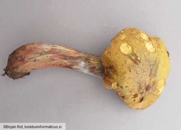 Suillellus luridus