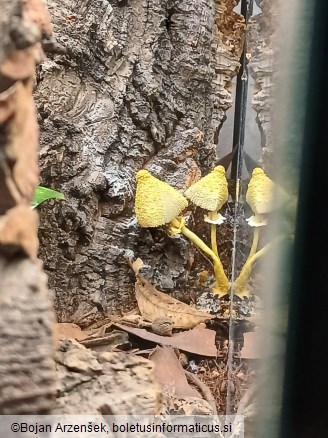Leucocoprinus birnbaumii