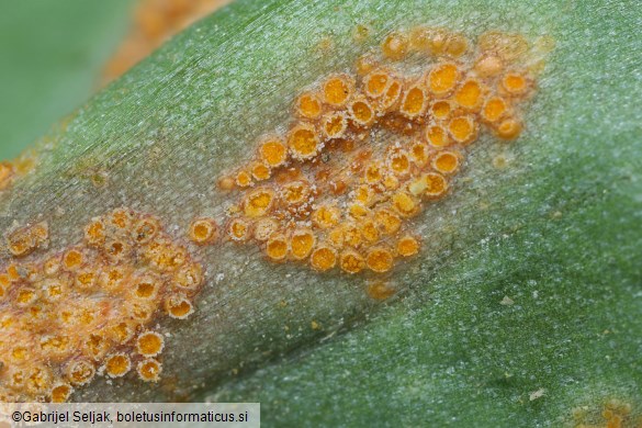 Uromyces erythronii