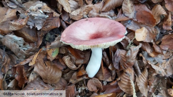 Russula veternosa