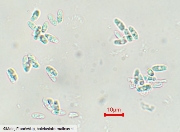 Cerioporus varius