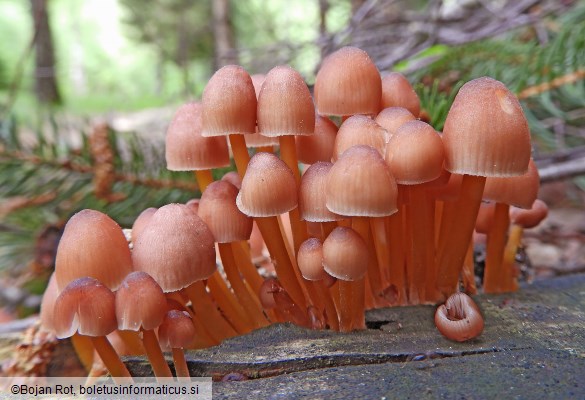 Mycena renati