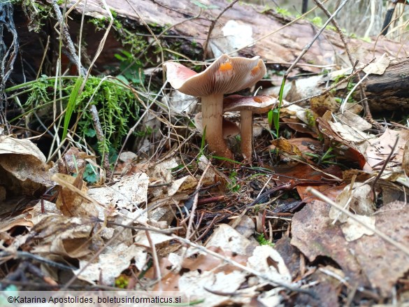 Hypholoma lateritium