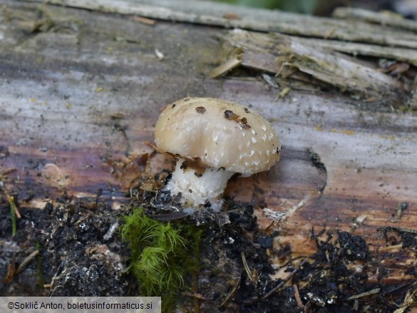 Pholiota lenta