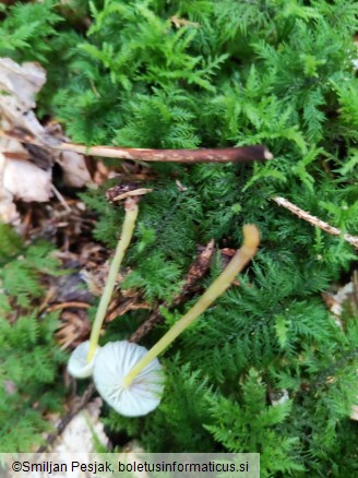 Mycena epipterygia