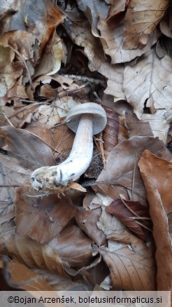 Rhodocollybia butyracea f. asema