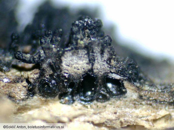 Peroneutypa scoparia