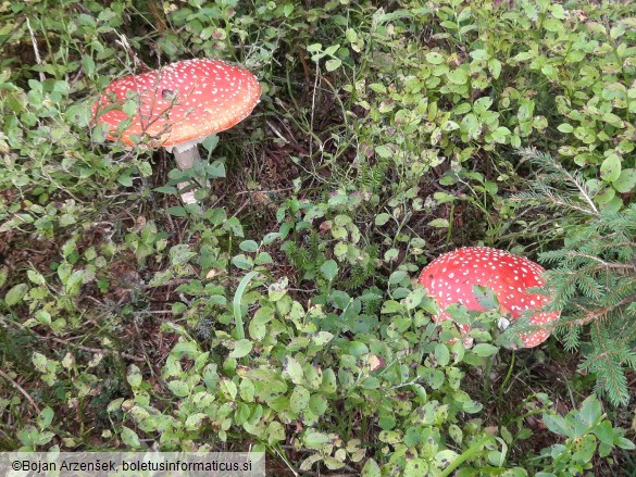 Amanita muscaria