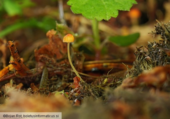 Mycena acicula