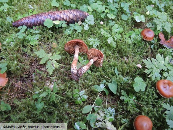 Cortinarius laetissimus