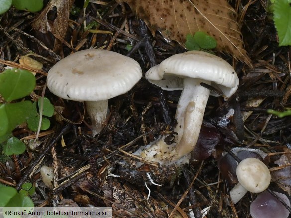 Atractosporocybe inornata