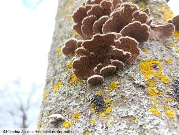 Schizophyllum commune