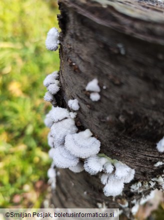 Schizophyllum commune