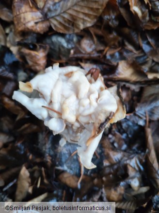 Helvella crispa