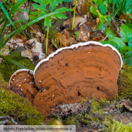 Ganoderma applanatum