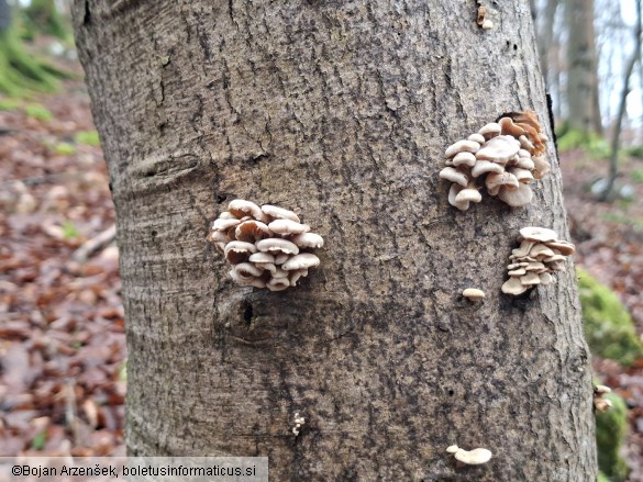 Panellus stipticus