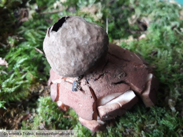 Geastrum rufescens
