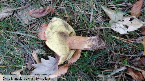 Boletus badius
