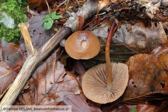 Marasmius cohaerens