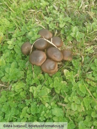 Lyophyllum loricatum