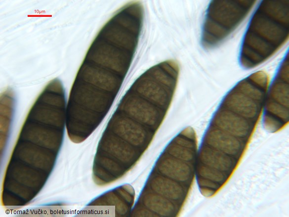 Navicella pileata