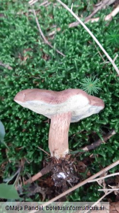 Boletus badius