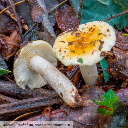 Russula fellea