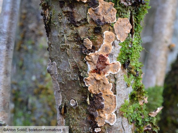 Stereum rugosum