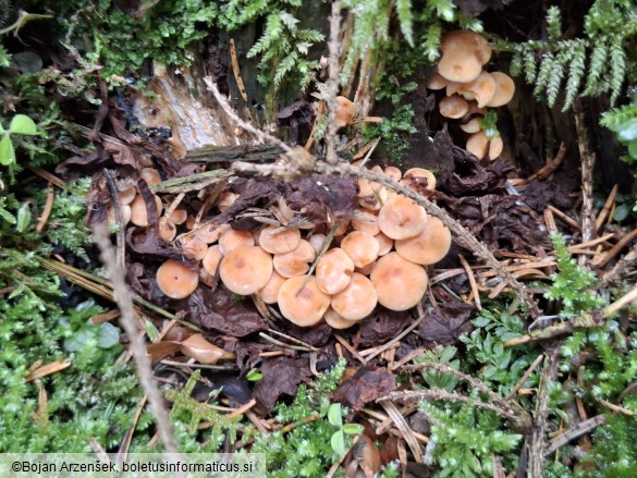 Hypholoma fasciculare