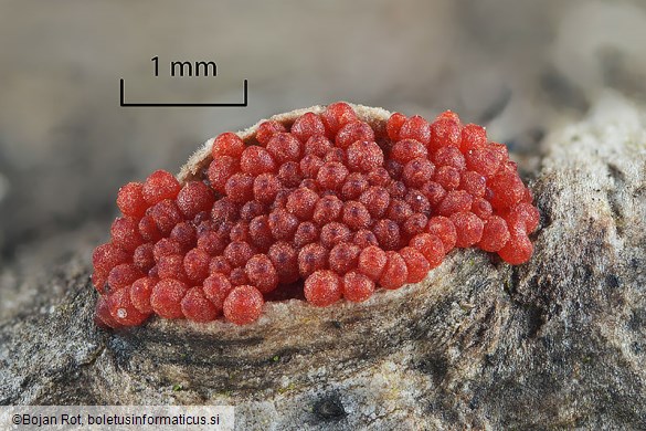 Neonectria punicea