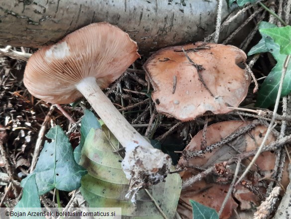 Leucocortinarius bulbiger