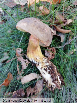 Xerocomellus chrysenteron