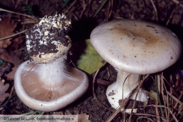Cortinarius aleuriosmus