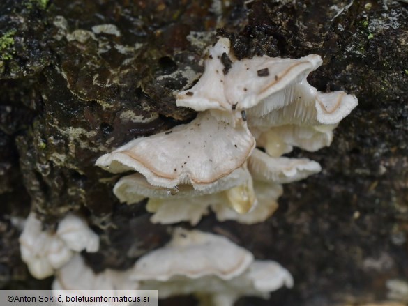 Osteina undosa