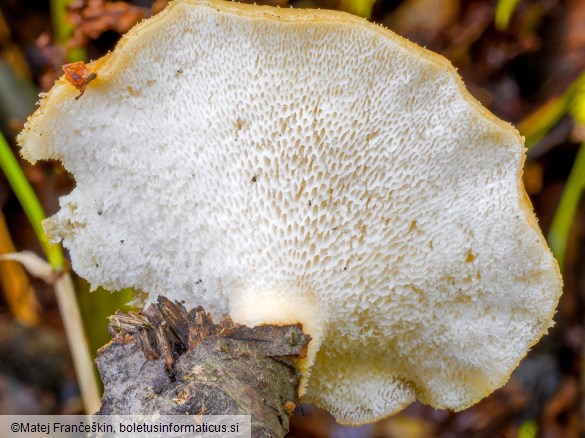 Neofavolus alveolaris