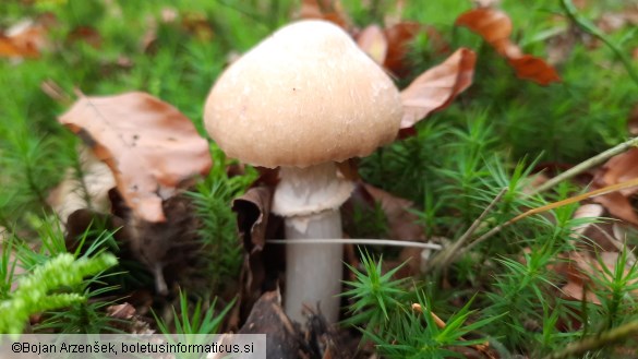 Cortinarius caperatus