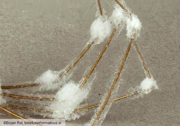 Gibellula pulchra