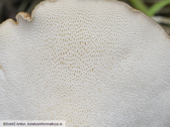 Polyporus tuberaster