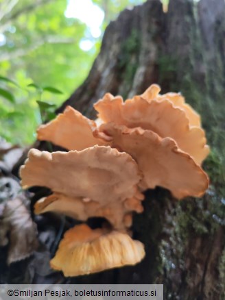 Laetiporus sulphureus