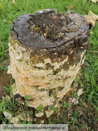 Laetiporus sulphureus