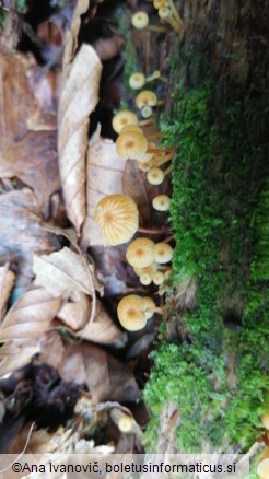 Xeromphalina campanella