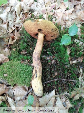 Neoboletus luridiformis