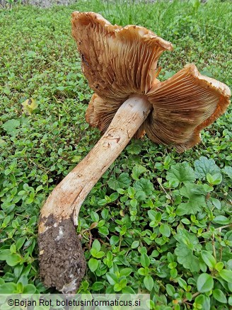 Inocybe fraudans