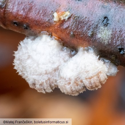 Schizophyllum commune