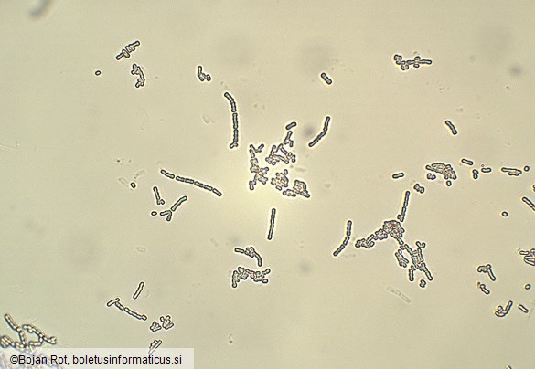 Cephalotrichum stemonitis